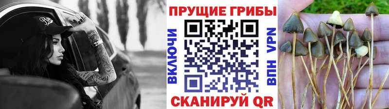 Купить где  Снежногорск  Псилоцибиновые грибы мицелий 
